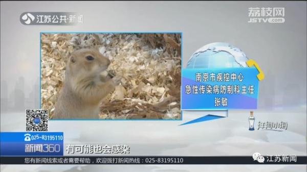 土拨鼠多少钱一只，土拨鼠宠物多少钱一只（一见就想尖叫的土拨鼠）