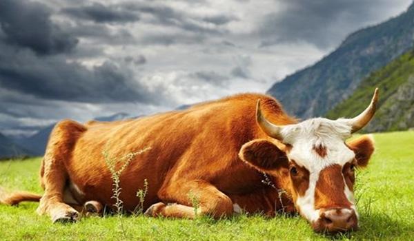 牛男配什么属相最好，男牛配什么属相最好（嫁给这三个爱妻狂魔生肖男）