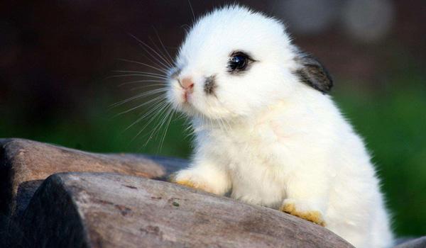 牛男配什么属相最好，男牛配什么属相最好（嫁给这三个爱妻狂魔生肖男）