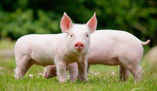 牛男配什么属相最好，男牛配什么属相最好（嫁给这三个爱妻狂魔生肖男）