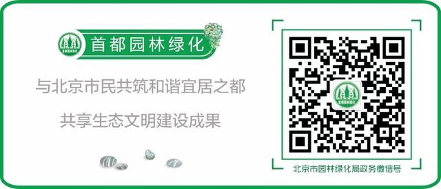 水栒子能吃吗，蚰子可以吃吗（园林人眼中的“增彩延绿”）