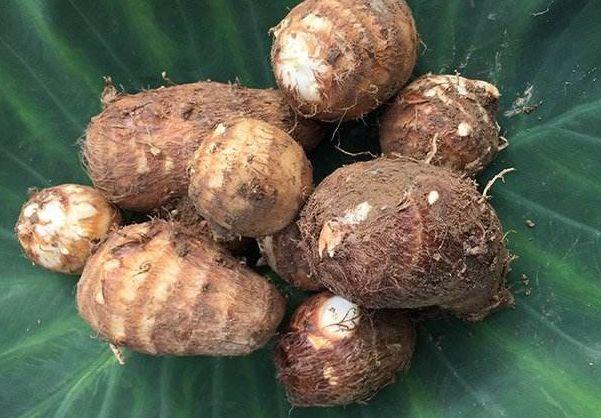　毛芋头的功效与作用，毛芋头的功效与作用（却不知是治百病的良药）