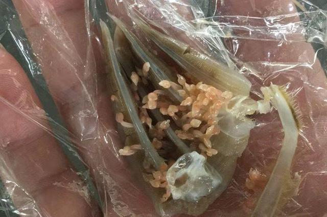 螃蟹里面紫色膏正常吗，大闸蟹紫色的膏（诸暨人买的梭子蟹里藏着“来自地狱的海鲜”）