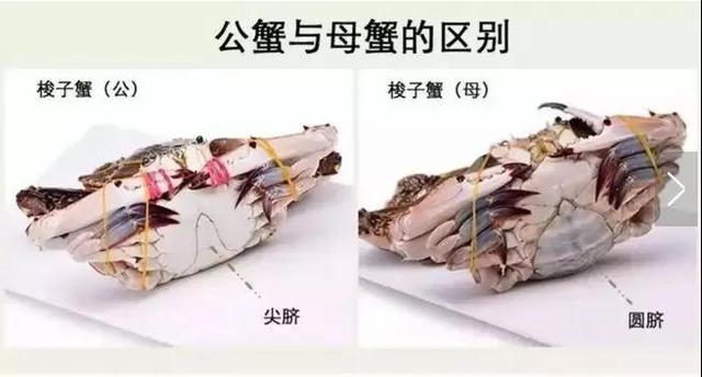 螃蟹里面紫色膏正常吗，大闸蟹紫色的膏（诸暨人买的梭子蟹里藏着“来自地狱的海鲜”）