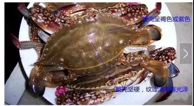 螃蟹里面紫色膏正常吗，大闸蟹紫色的膏（诸暨人买的梭子蟹里藏着“来自地狱的海鲜”）