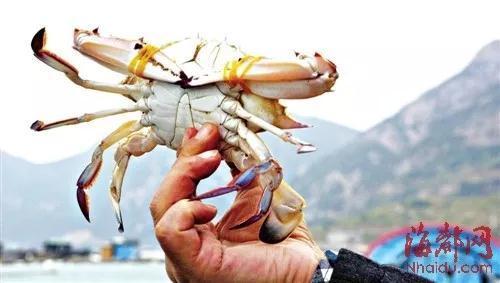 螃蟹里面紫色膏正常吗，大闸蟹紫色的膏（诸暨人买的梭子蟹里藏着“来自地狱的海鲜”）