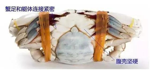 螃蟹里面紫色膏正常吗，大闸蟹紫色的膏（诸暨人买的梭子蟹里藏着“来自地狱的海鲜”）