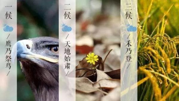 处暑开渔节是什么意思 处暑的经典农事活动，处暑开渔节是什么意思（今日处暑，处暑=出暑）