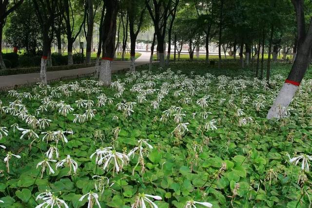 什么是阴生植物，什么阴生植物开花（耐阴地被植物，你知道哪些）