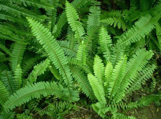 什么是阴生植物，什么阴生植物开花（耐阴地被植物，你知道哪些）