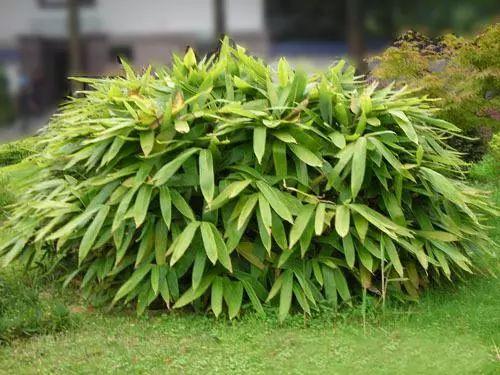 什么是阴生植物，什么阴生植物开花（耐阴地被植物，你知道哪些）