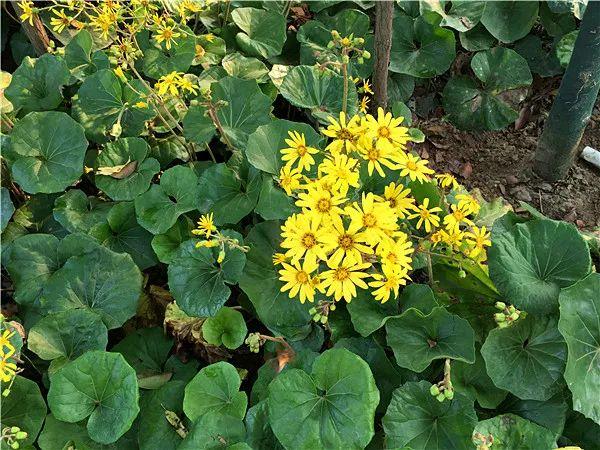 什么是阴生植物，什么阴生植物开花（耐阴地被植物，你知道哪些）