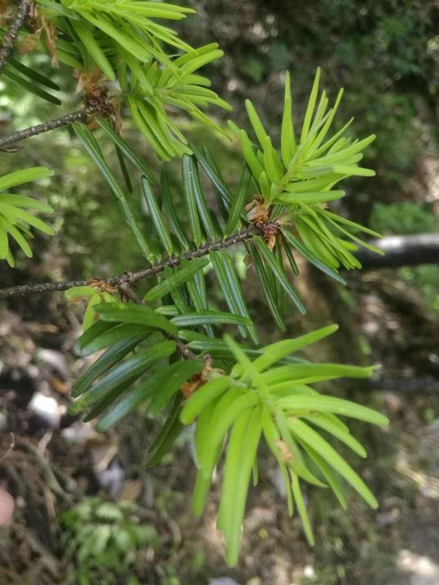 三清山在哪里哪个省份哪个市，三清山在哪里（到底有多厉害你真的知道吗）