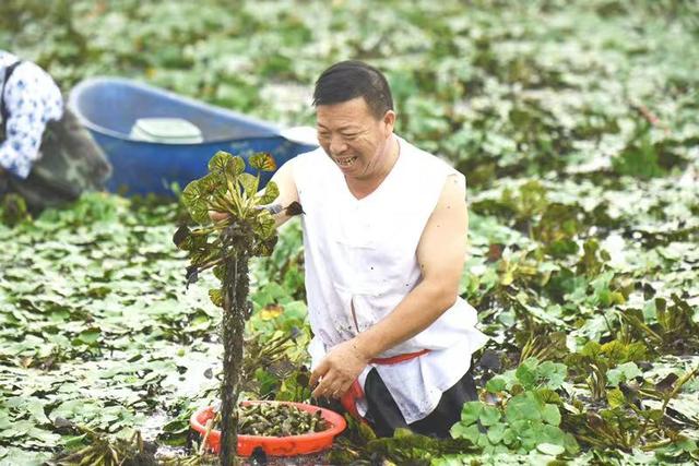 菱角什么时候成熟，菱角一般什么时候上市（“七菱八落”又到吃菱角的好时候）