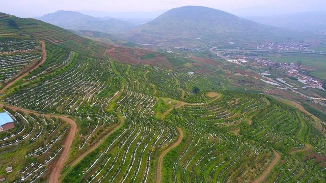 红如意软籽石榴品种怎么样，红如意石榴多少钱一斤（“突尼斯”“红如意”“心太软”“禧年”“南诏”“爽馨”……这种不吐籽的尤物在宾川也火得很）