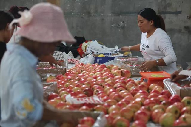 红如意软籽石榴品种怎么样，红如意石榴多少钱一斤（“突尼斯”“红如意”“心太软”“禧年”“南诏”“爽馨”……这种不吐籽的尤物在宾川也火得很）