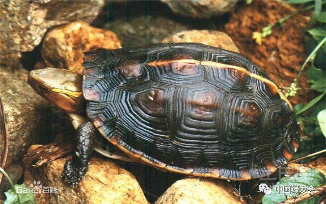 夹板龟这么值钱，竟然还有人盘它，夹板龟是保护动物吗（绿会成立“中华断板龟保护地·罗山”）
