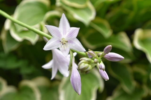 芙蓉花语是什么，芙蓉花语（7至12月的代表花）