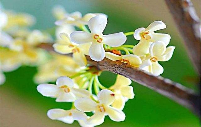 芙蓉花语是什么，芙蓉花语（7至12月的代表花）