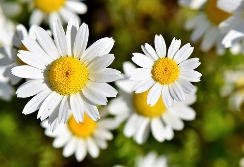 芙蓉花语是什么，芙蓉花语（7至12月的代表花）