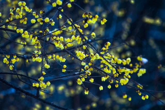 芙蓉花语是什么，芙蓉花语（7至12月的代表花）