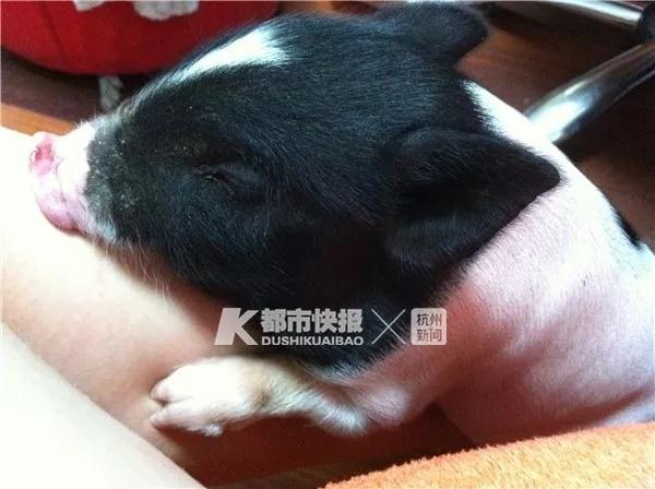 小香猪哪里有卖的，哪里有卖正宗的小香猪（当初肉嘟嘟的可爱“小香猪”如今已经200多斤）