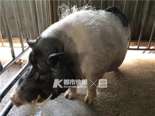 小香猪哪里有卖的，哪里有卖正宗的小香猪（当初肉嘟嘟的可爱“小香猪”如今已经200多斤）