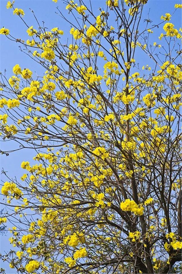 夏荷的花语是什么，越秀是什么颜色的？问花儿~