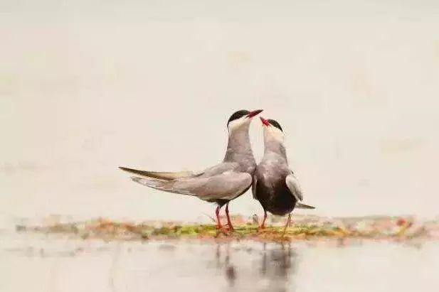 《诗经》的第一篇是什么，《诗经》第一篇是什么作品（《诗经》的第一首诗）