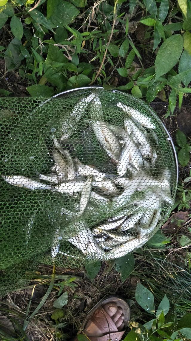 梦见钓鱼是什么意思，学生梦见钓鱼是什么意思（一不小心被我成了真）