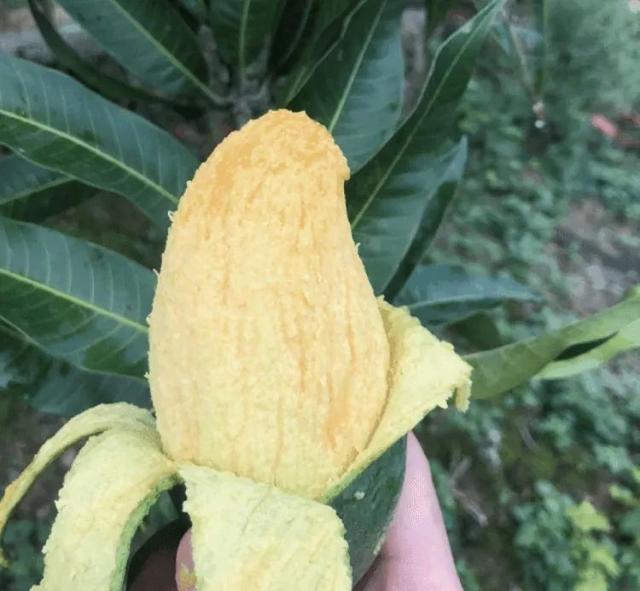 芒果可以上供吗，哪些水果可以上供（“自己拿竹竿门口打去...”）