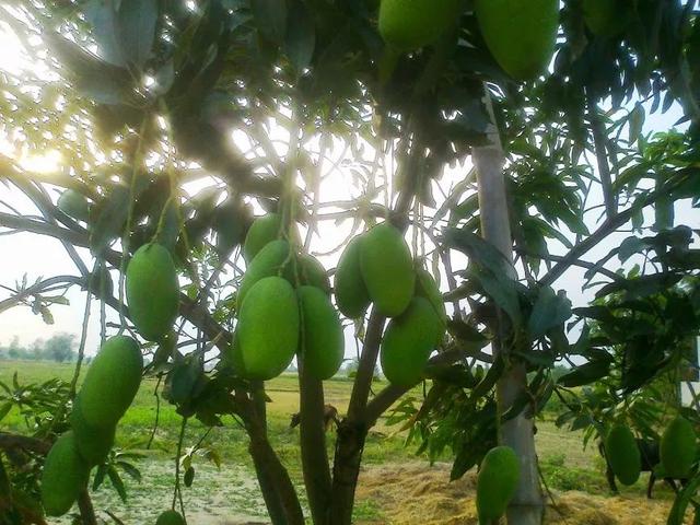 芒果可以上供吗，哪些水果可以上供（“自己拿竹竿门口打去...”）