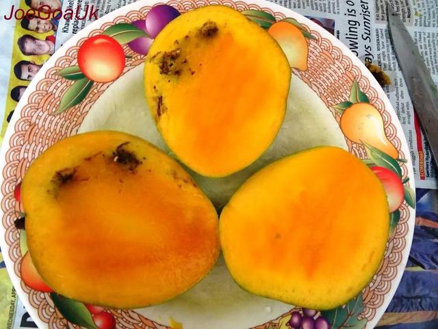 芒果可以上供吗，哪些水果可以上供（“自己拿竹竿门口打去...”）