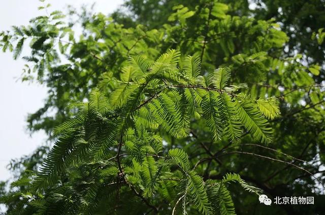 水杉是什么，水杉是什么乔木（植物界的活化石——水杉）