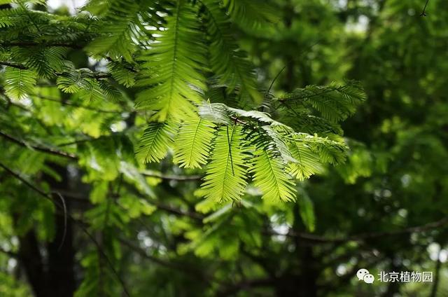 水杉是什么，水杉是什么乔木（植物界的活化石——水杉）