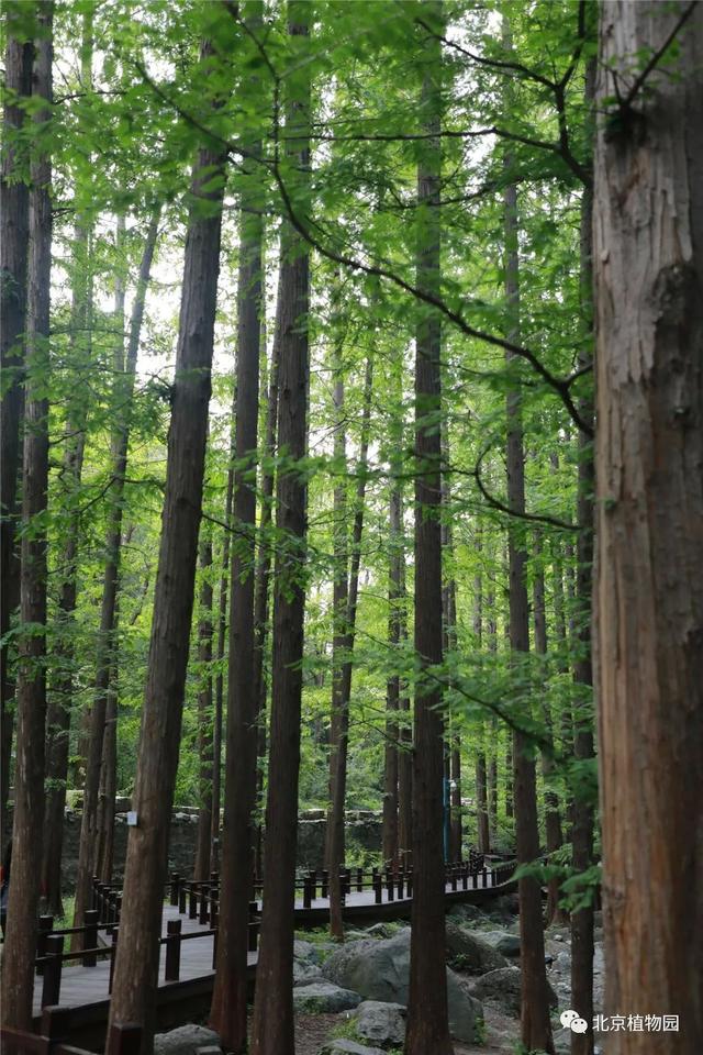 水杉是什么，水杉是什么乔木（植物界的活化石——水杉）