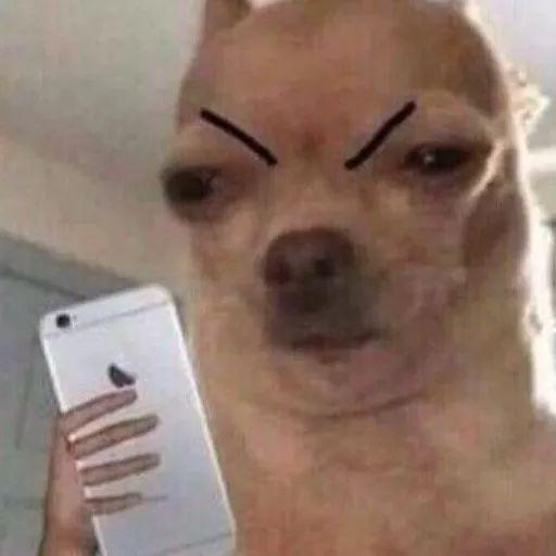 词语少年的意思，描写少年的成语及意思是什么（酒店猛狗、无肠公子、惨绿少年……这些竟然都是成语）