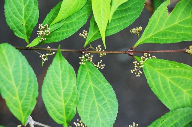 果径是什么意思，果径是直径还是半径（九月赏果正当时）