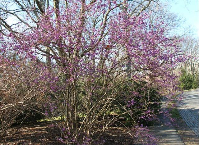 果径是什么意思，果径是直径还是半径（九月赏果正当时）