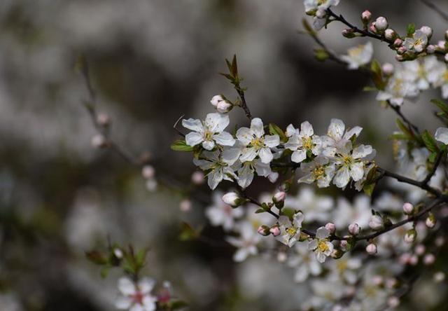 果径是什么意思，果径是直径还是半径（九月赏果正当时）