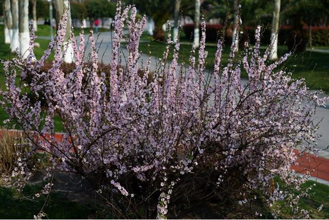 果径是什么意思，果径是直径还是半径（九月赏果正当时）