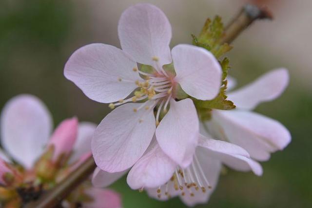 果径是什么意思，果径是直径还是半径（九月赏果正当时）