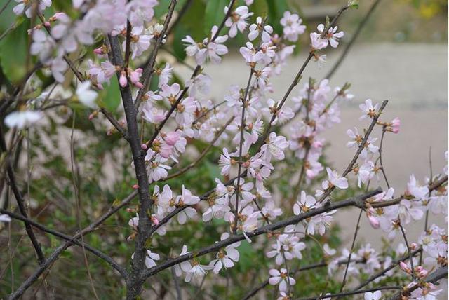果径是什么意思，果径是直径还是半径（九月赏果正当时）