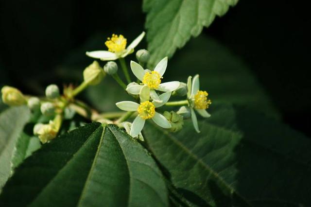 果径是什么意思，果径是直径还是半径（九月赏果正当时）