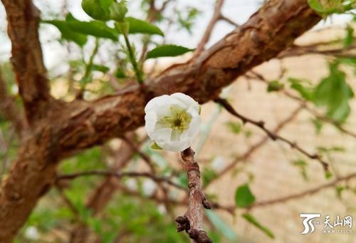 杏树什么时候开花，山东杏树什么时候开花（吐鲁番一棵杏树九月又开花）