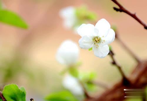 杏树什么时候开花，山东杏树什么时候开花（吐鲁番一棵杏树九月又开花）