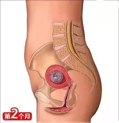 育婴知识大全0到8个月，26个从怀孕到生娃的母婴常识
