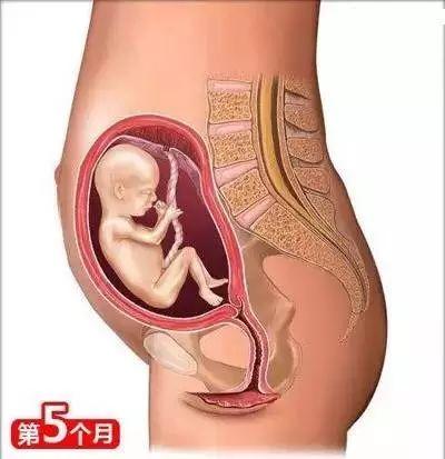 育婴知识大全0到8个月，26个从怀孕到生娃的母婴常识