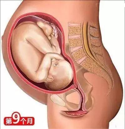 育婴知识大全0到8个月，26个从怀孕到生娃的母婴常识