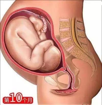 育婴知识大全0到8个月，26个从怀孕到生娃的母婴常识